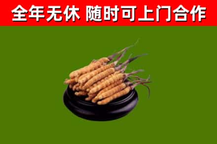 社旗县回收冬虫夏草
