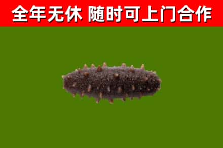 社旗县回收海参干